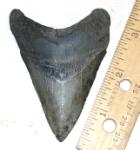 Venice Megalodon Tooth Bone Valley Formation